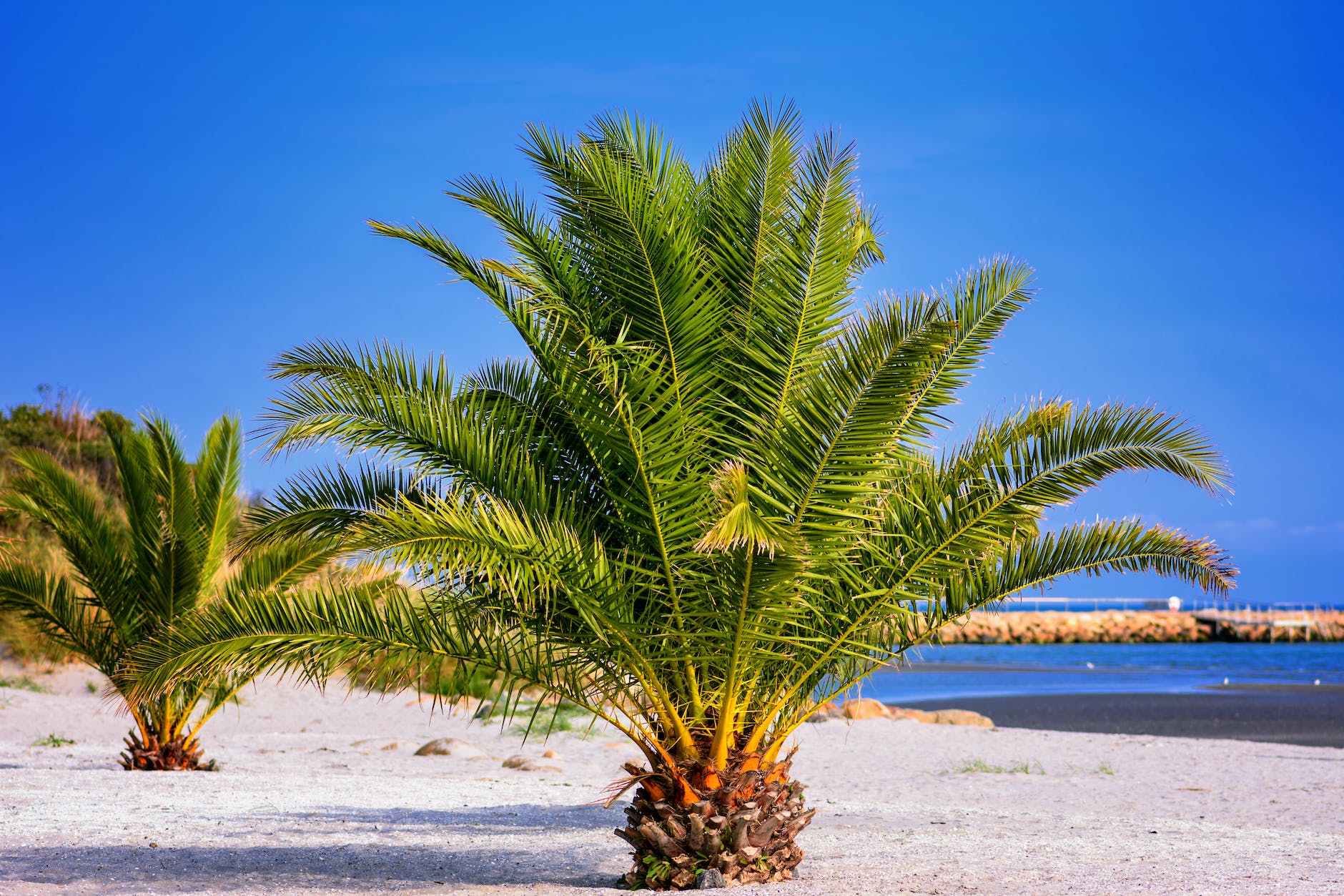 green palm tree on white sand beach