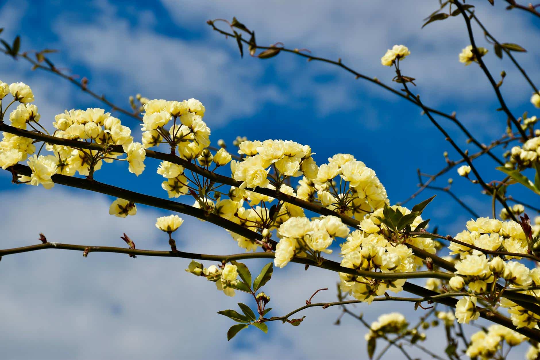 yellow flowers on brown tree branch